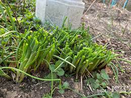 How to cut chives to encourage growth
