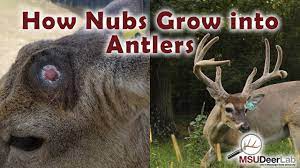 How fast do deer antlers grow