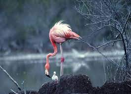 Why are flamingos the national bird of the bahamas